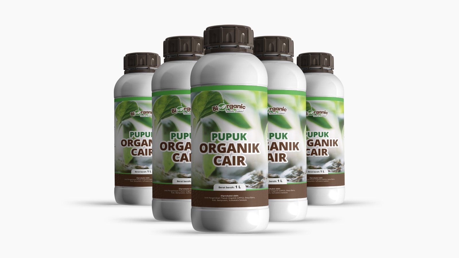 Domba Garut Premium